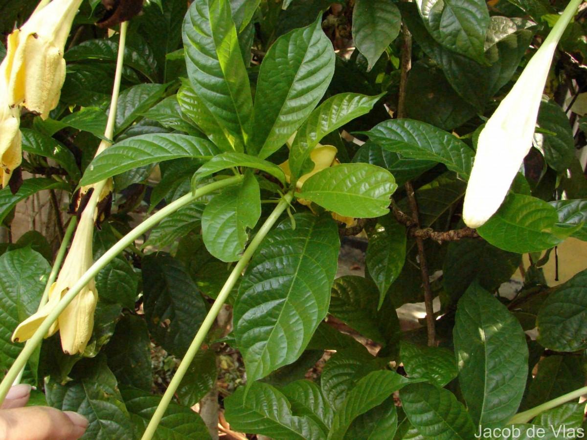 Euclinia longiflora Salisb.